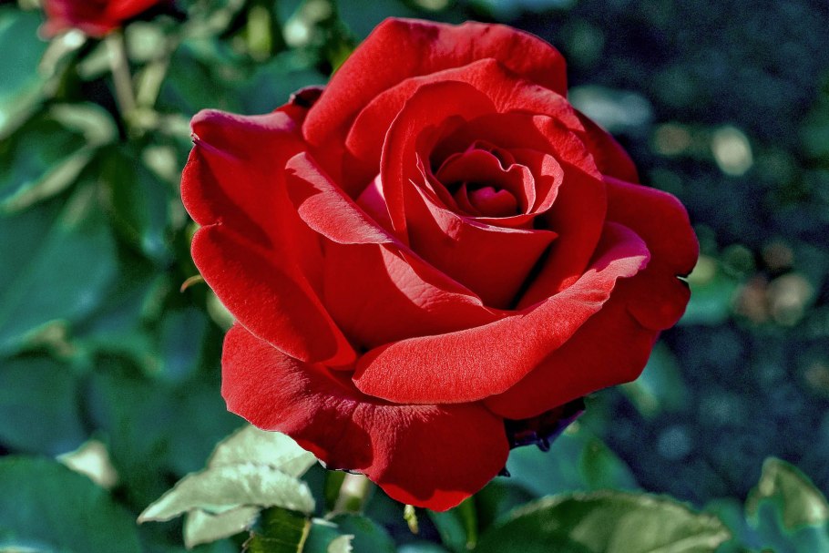 Алый Карсон роза