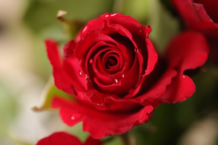 Роза чайно-гибридная Dominica