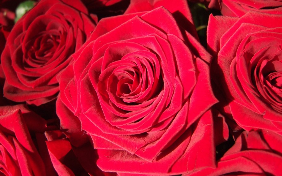 Сорт роз алый Карсон