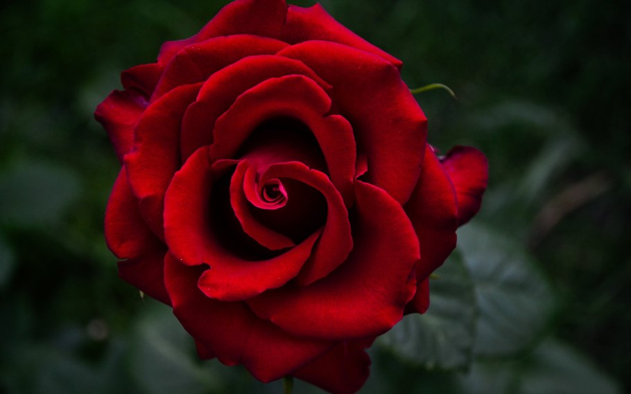 Роза Селена красная