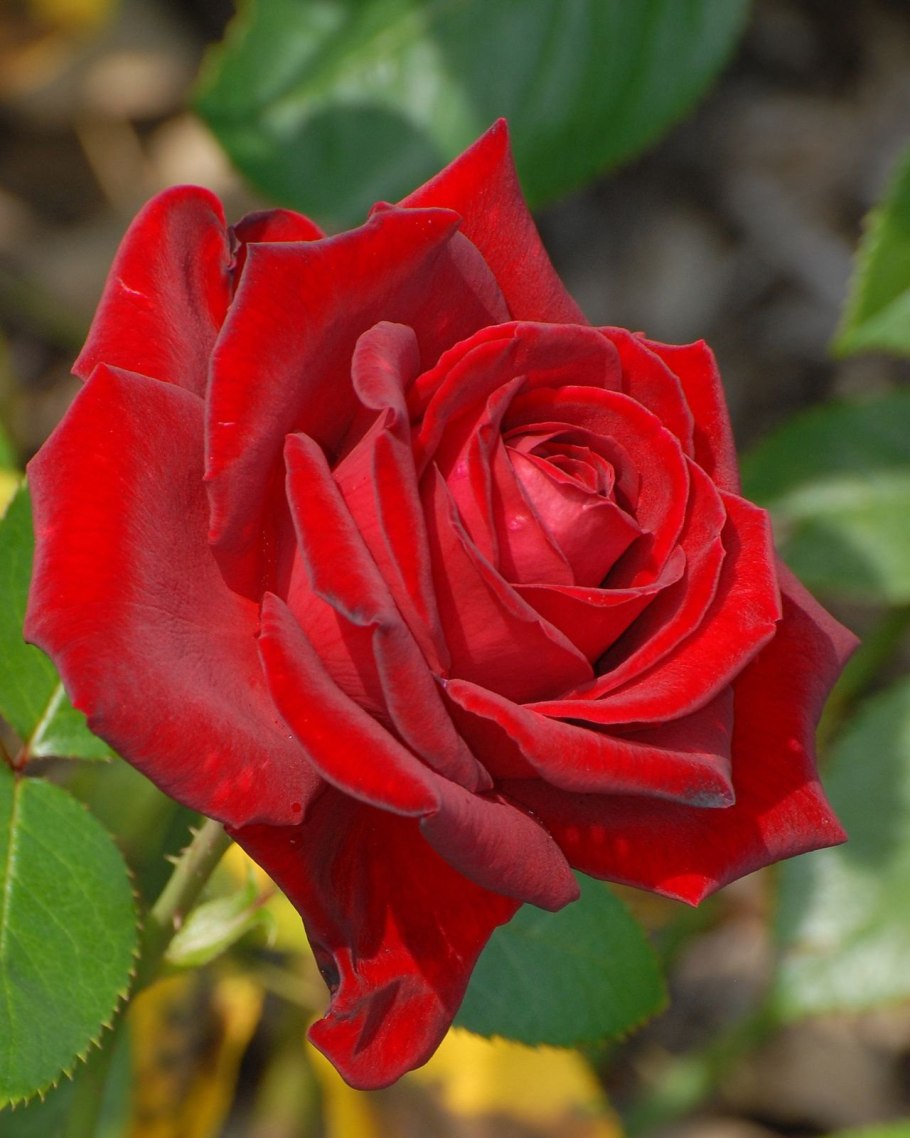 Роза красный 3ной