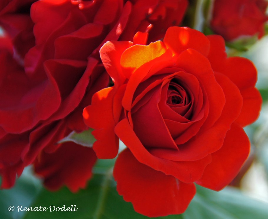 Карминовые розы