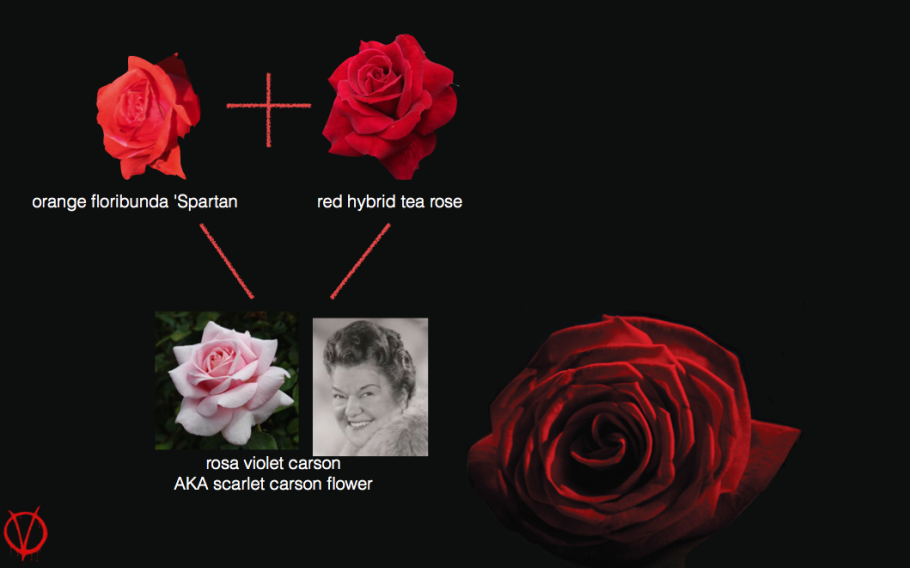 Роза Валентайн