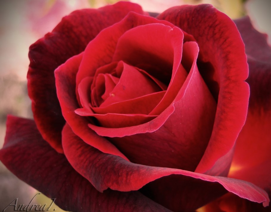 Алый Карсон роза фото