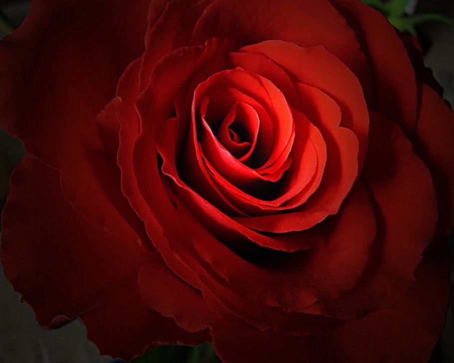 Скарлетт Карсон роза