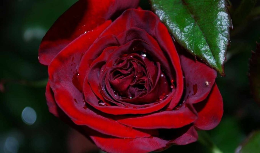 Багряные розы