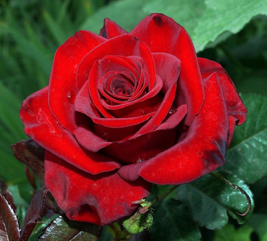 Розы темные Алые