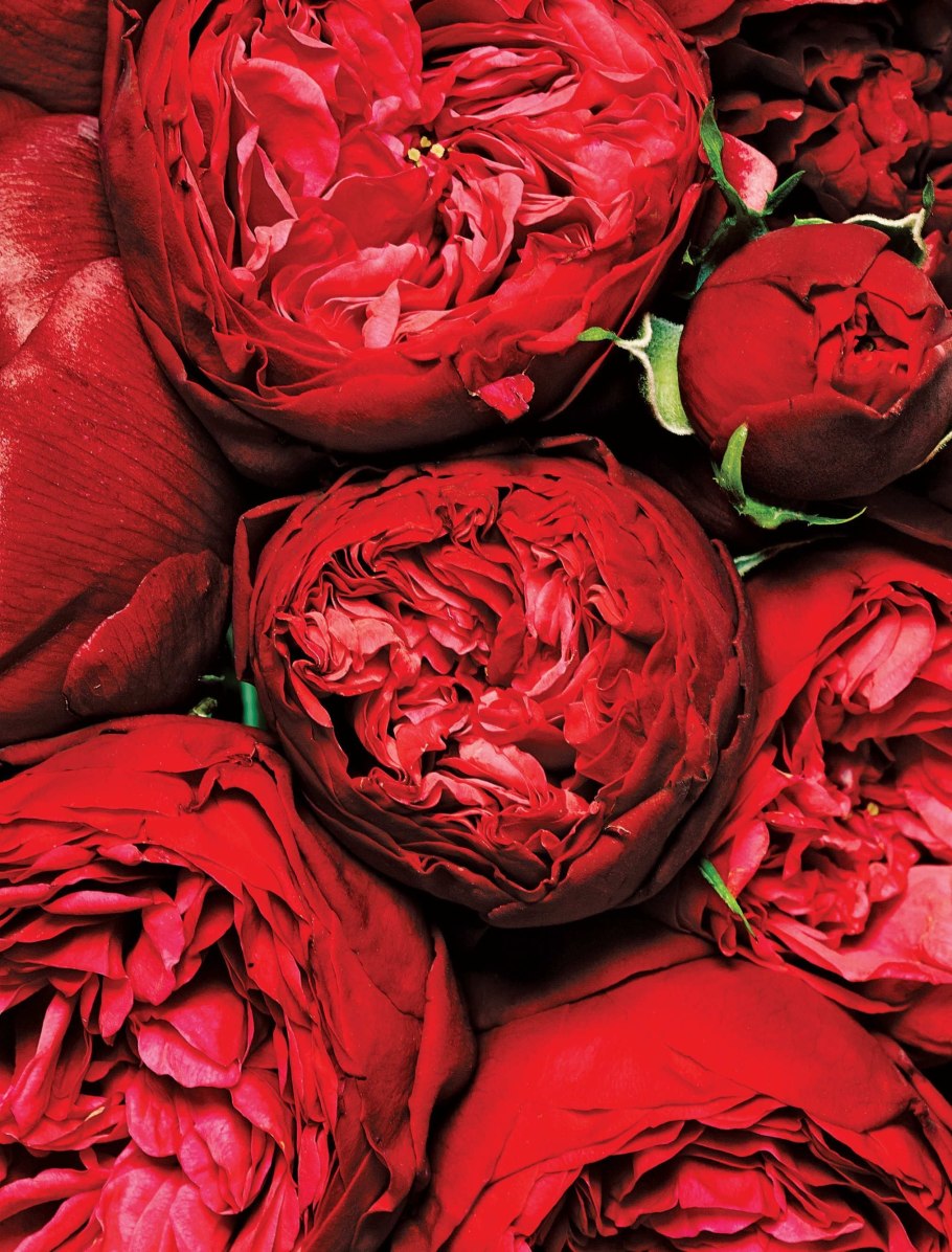 Багряные розы