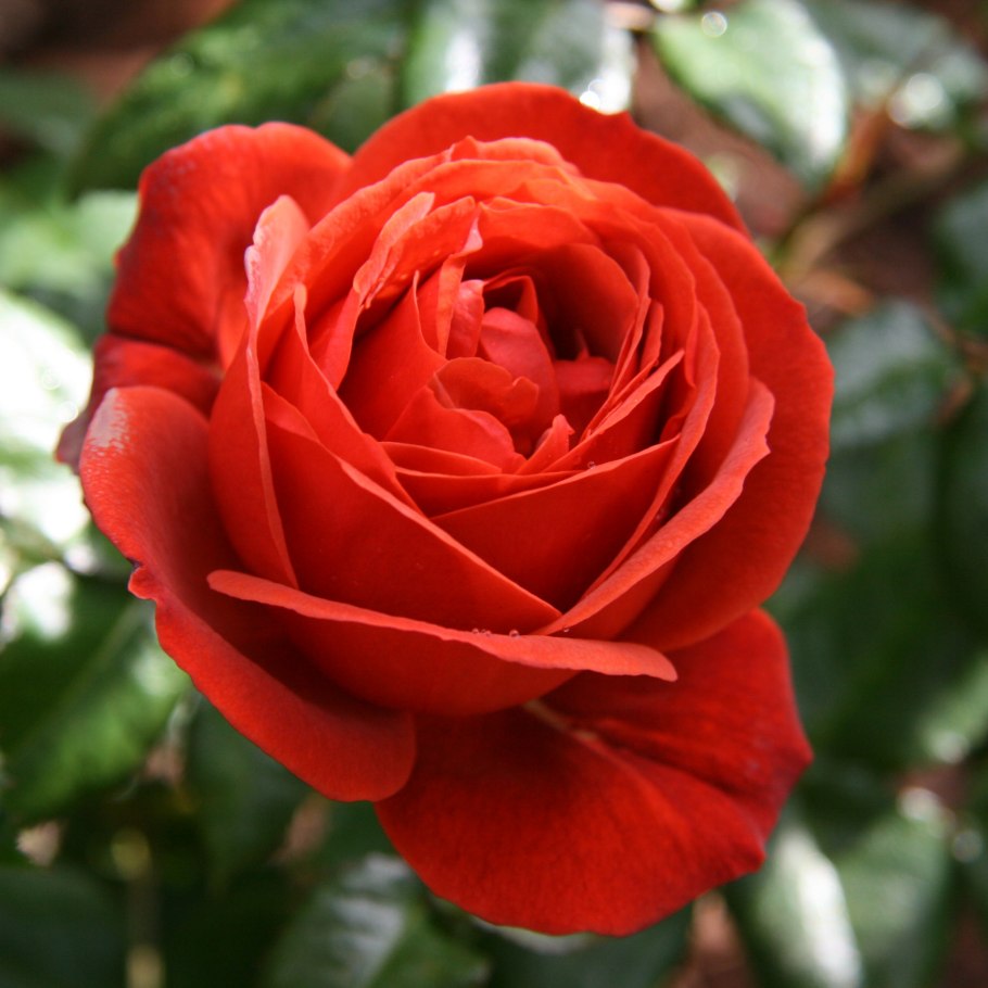 Розы в Турции