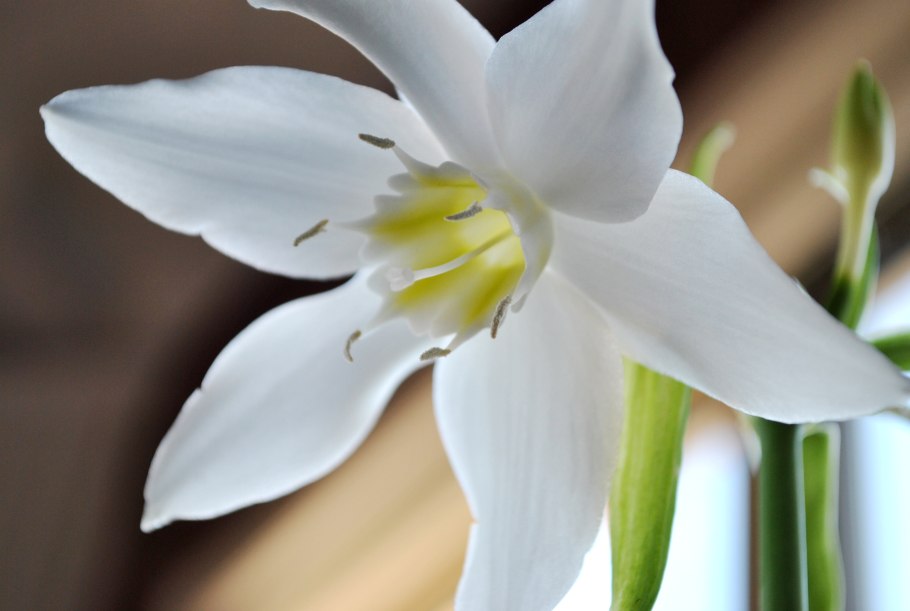 Эухарис крупноцветковый