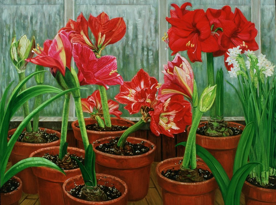 Луковичные комнатные цветы амариллис