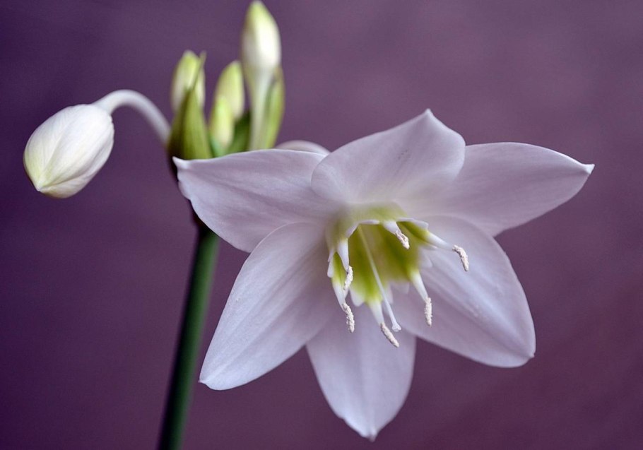 Нарцисс - эухарис,