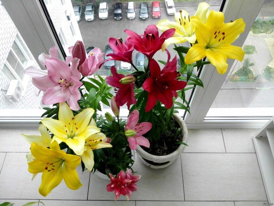 Лилия тайни сорбет микс