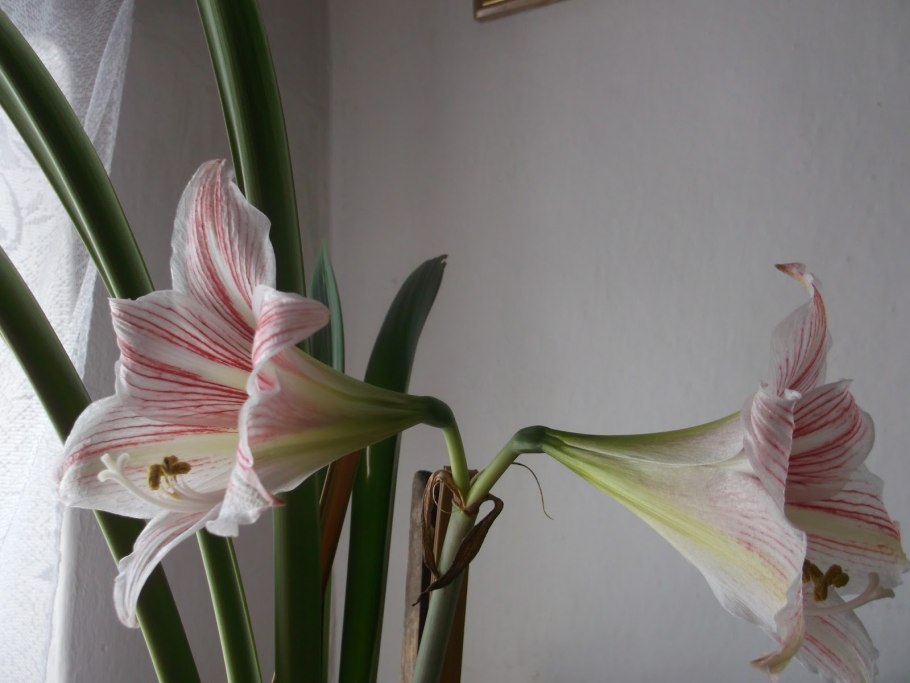 Амариллис Амазонская Лилия