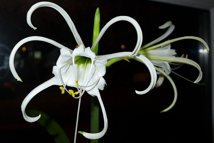 Гименокаллис Карибский