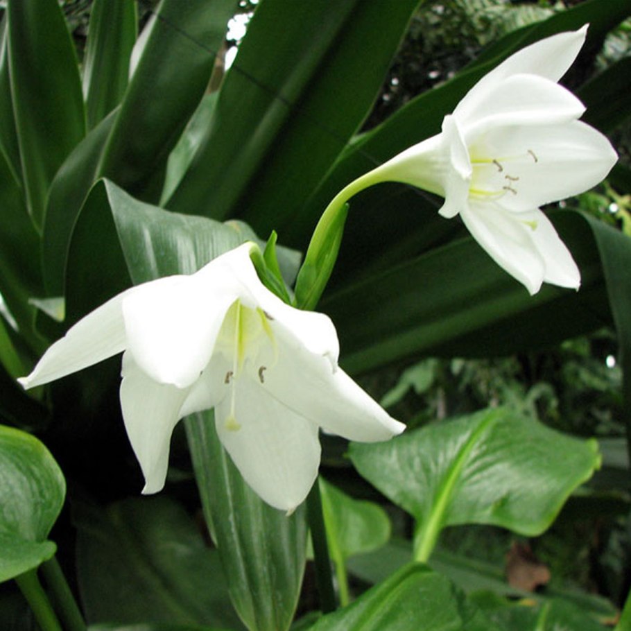Эухарис Сандера (Eucharis sanderi)