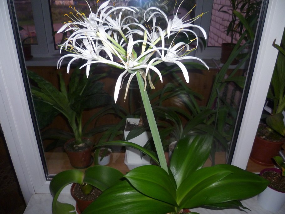 Гименокаллис Лилия гиппеаструм