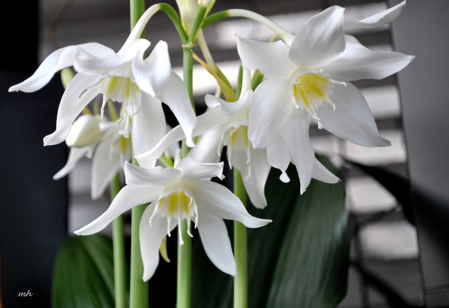 Лилия эухарис