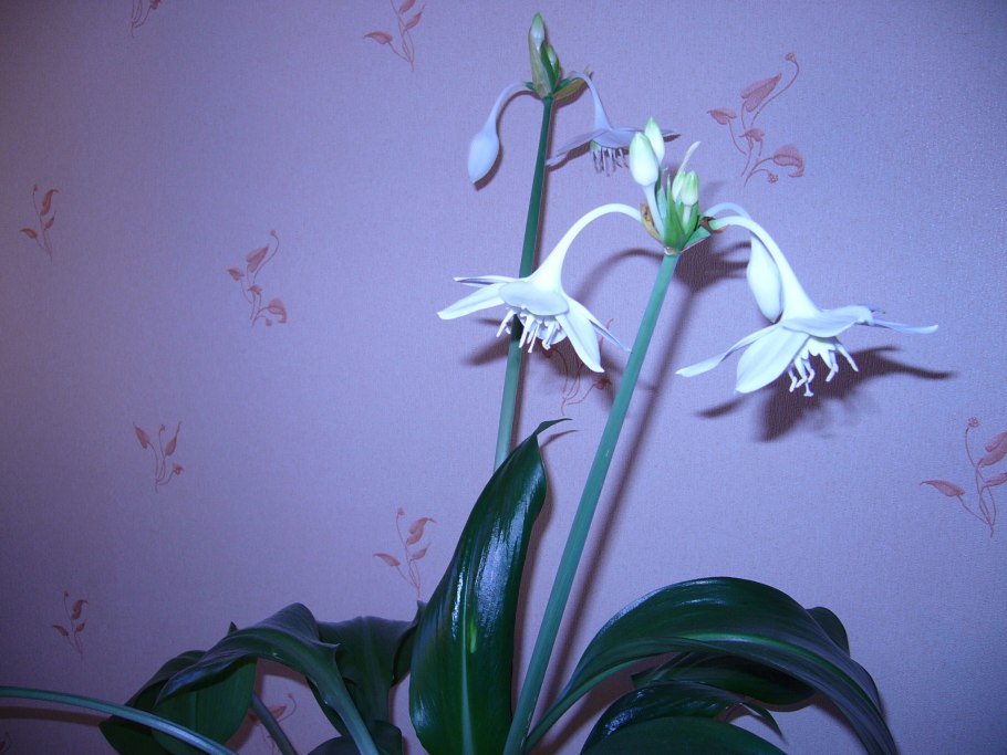 Эухарис Амазонская Лилия