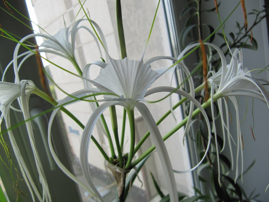 Гименокаллис Лилия паук