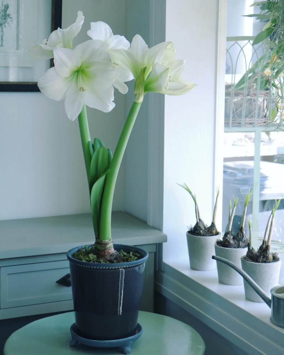 Амариллис комнатный