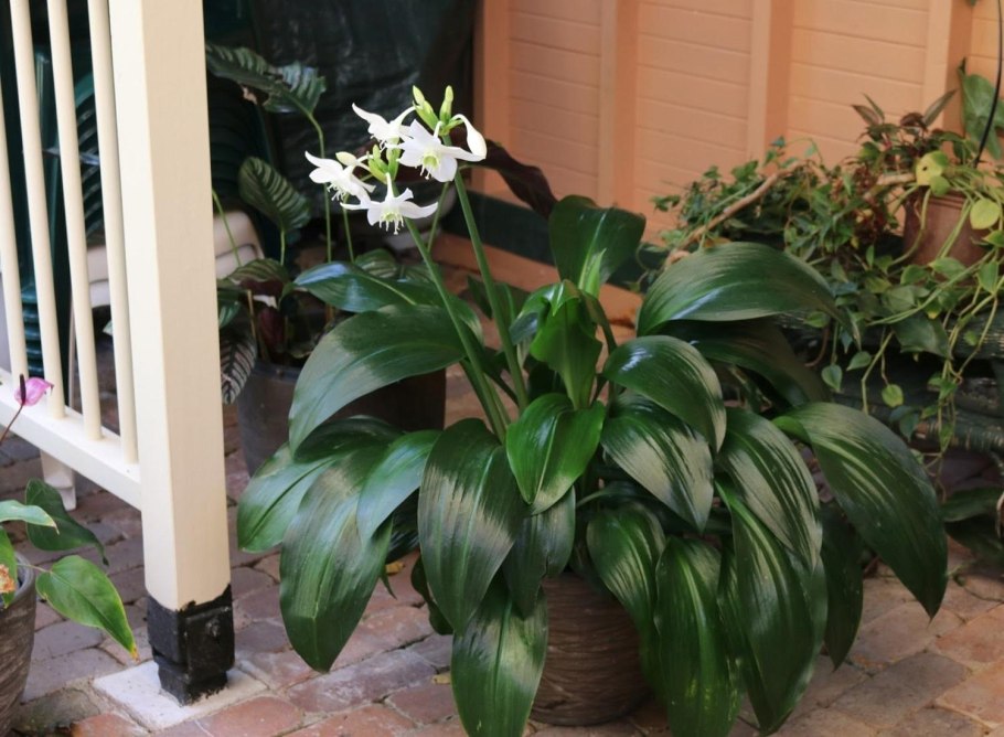 Аспидистра эухарис