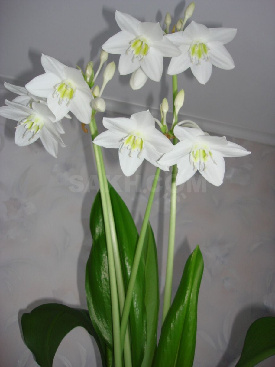 Эухарис грандифлора