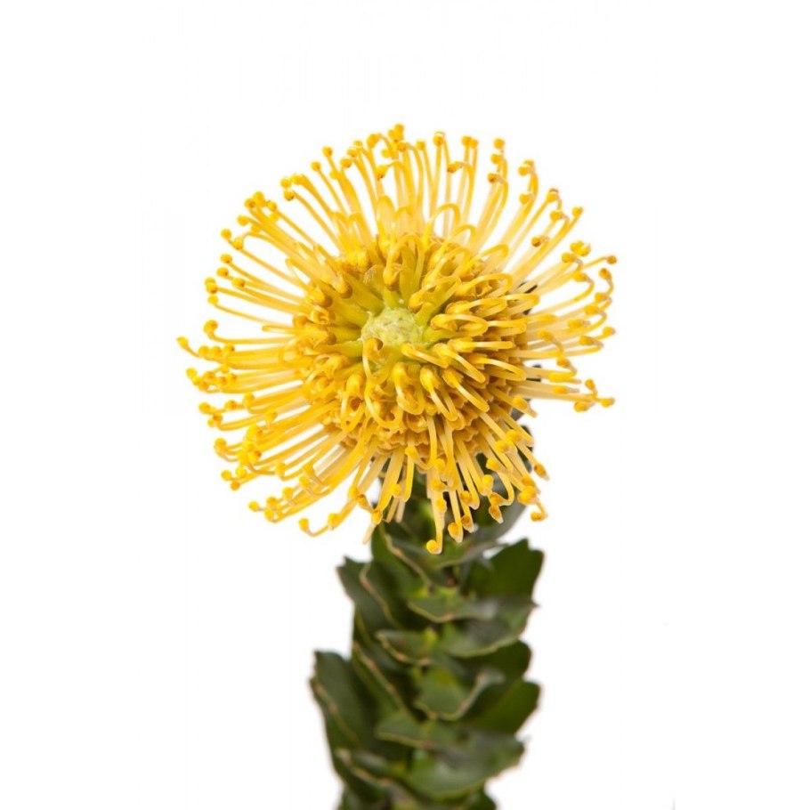 Leucospermum royenifolium