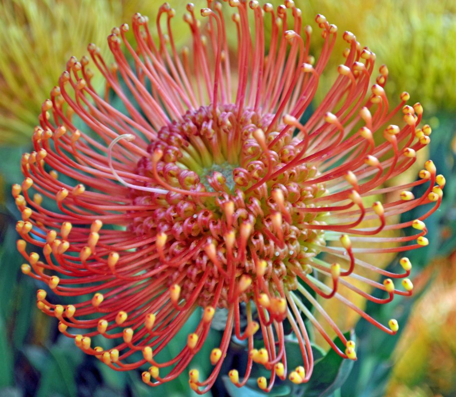 Леукоспермум Катерина (Leucospermum catherinae)