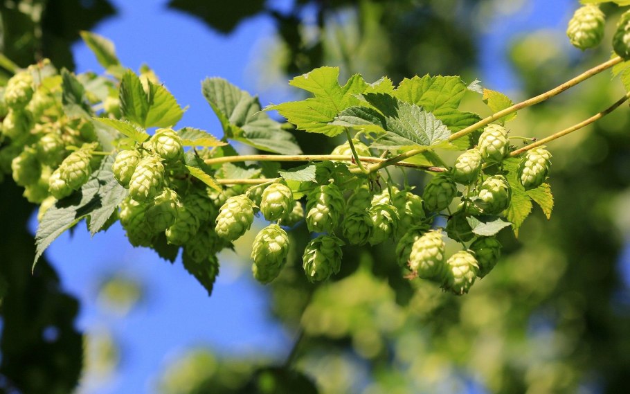 Humulus lupulus Хмель