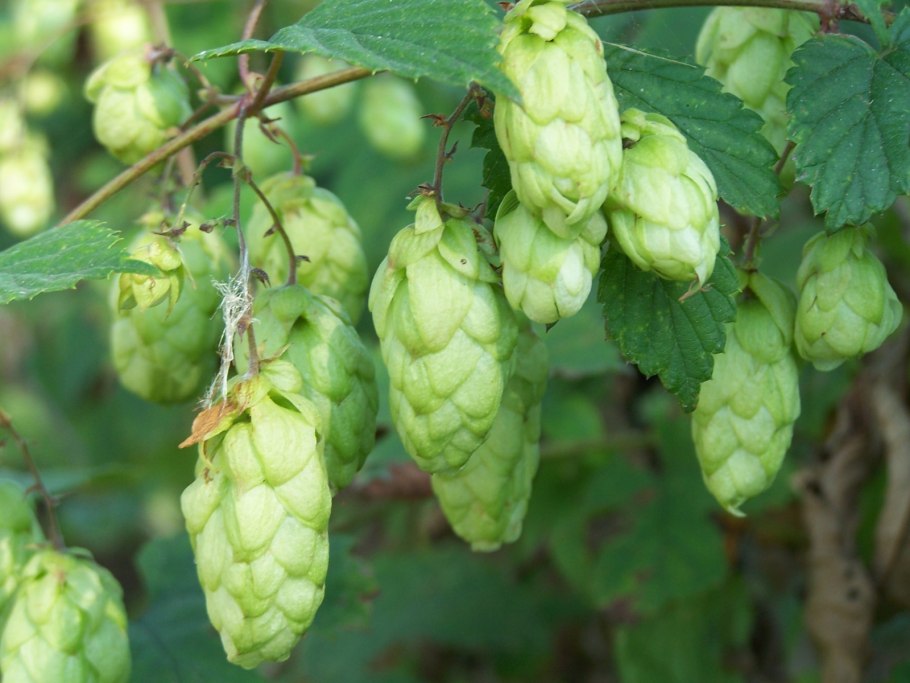 Хмель обыкновенный (Humulus lupulus)