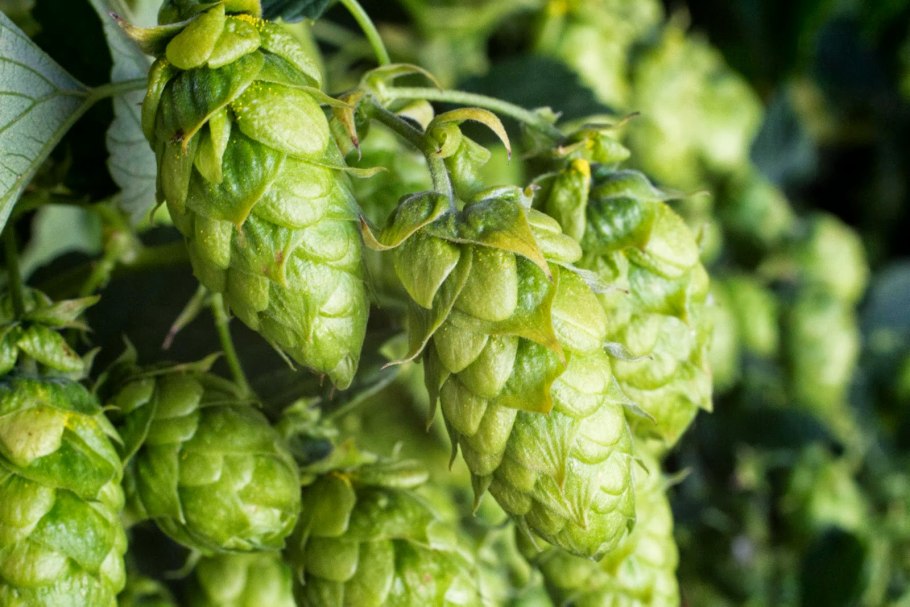 Хмель обыкновенный Nordbrau