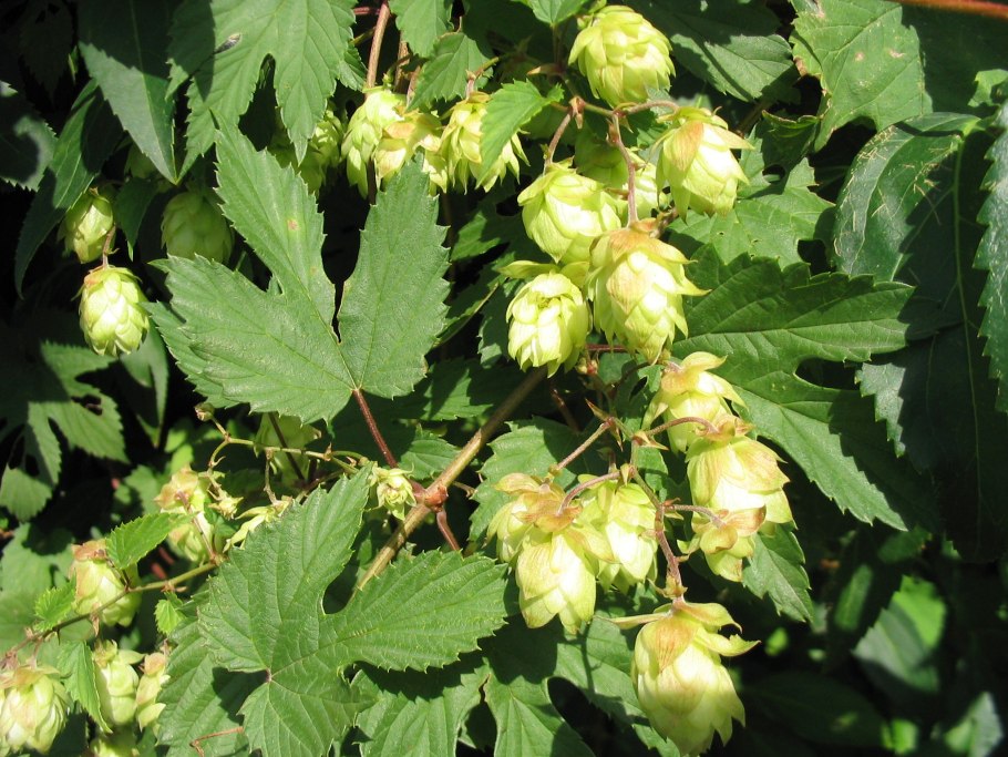 Хмель обыкновенный Humulus Lupulu