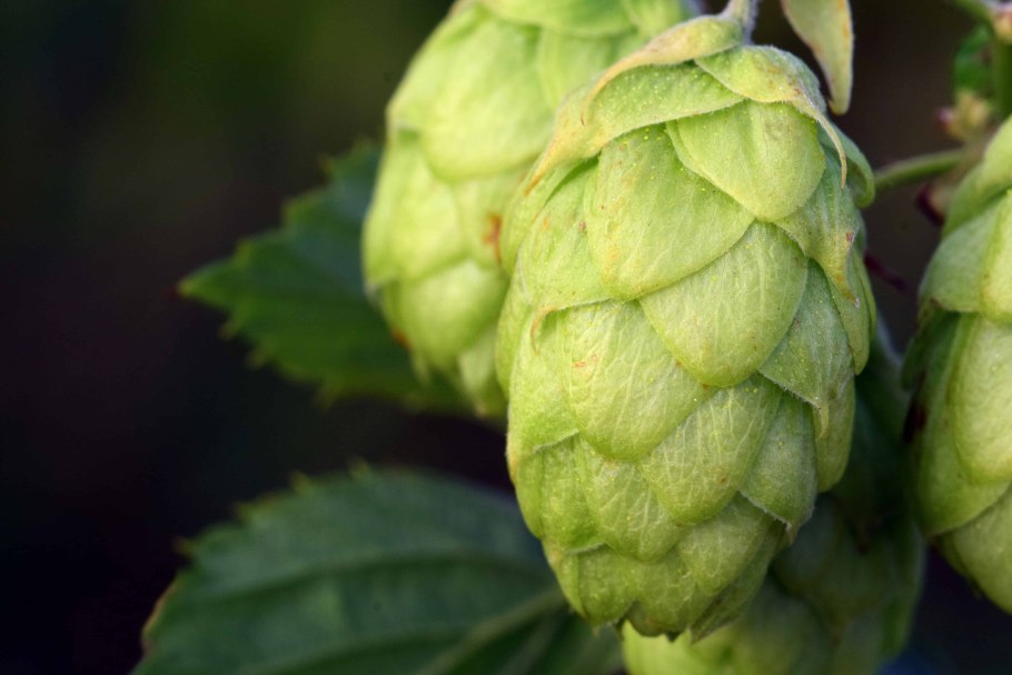 Хмель обыкновенный плод