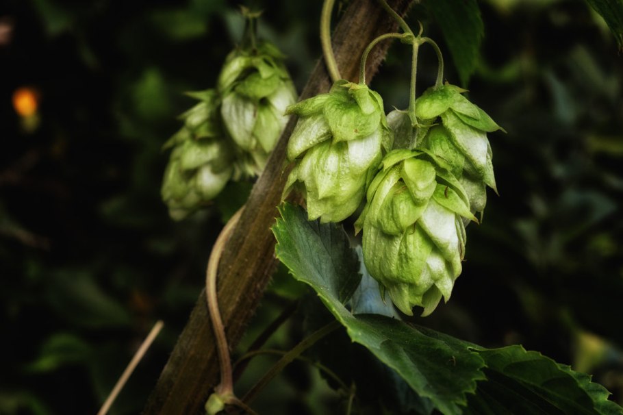 Humulus lupulus