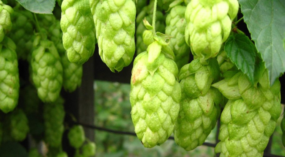 Хмель обыкновенный (Humulus lupulus)