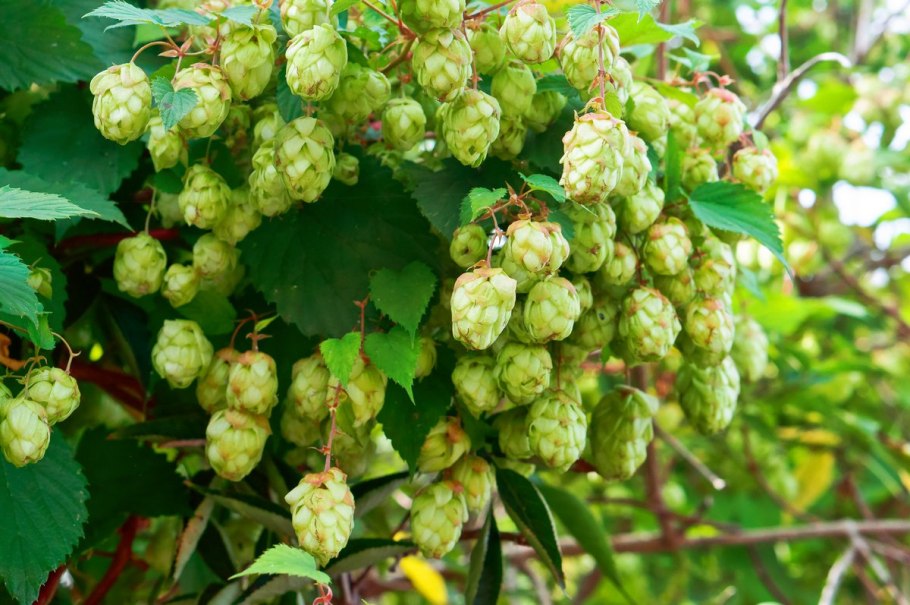 Армянский Шмель и обыкновенный