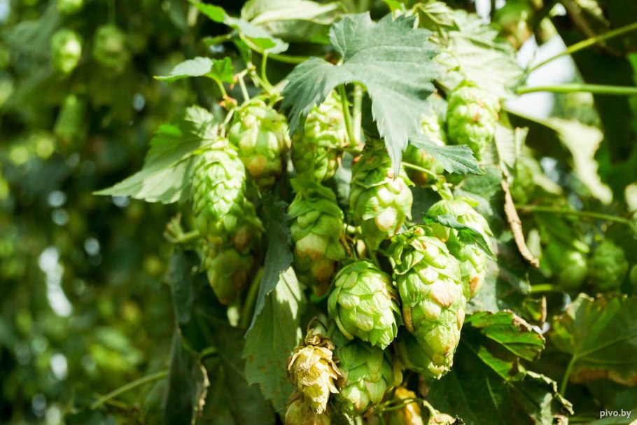 Хмель лазающий