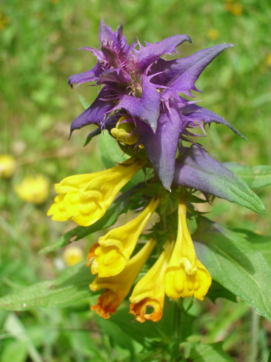 Марьянник Дубравный Melampyrum nemorosum
