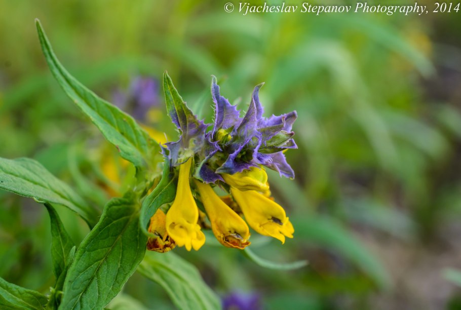 Марьянник Дубравный Melampyrum nemorosum