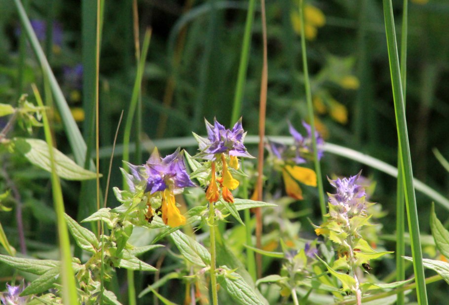 Марьянник Дубравный - Melampyrum nemorosum l.