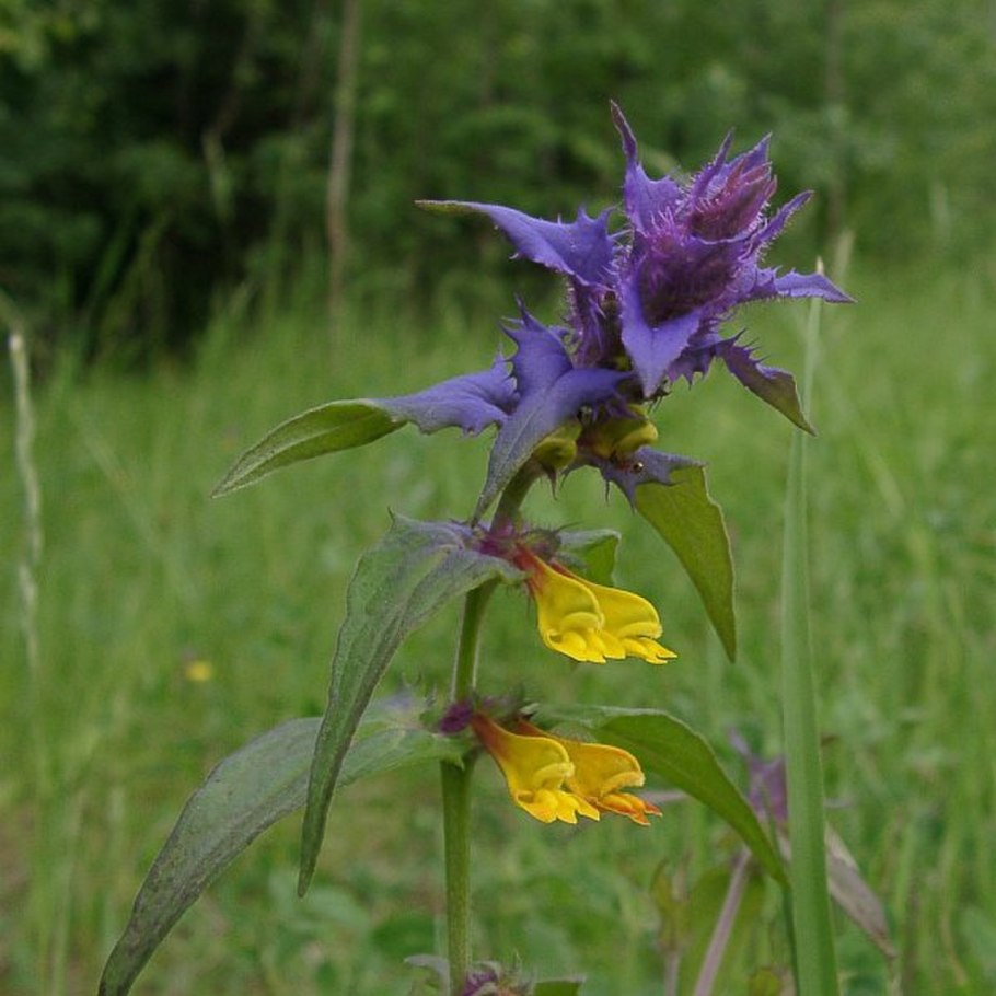 Марьянник Дубравный Melampyrum nemorosum
