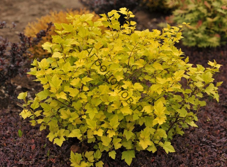 Пузыреплодник Angel Gold