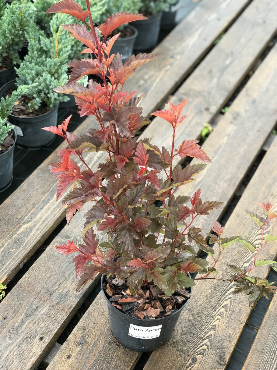 Пузыреплодник калинолистный Литтл Энджел