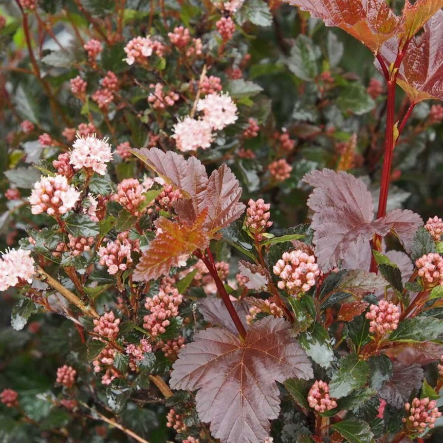 Пузыреплодник калинолистный Литтл Джокер little Joker