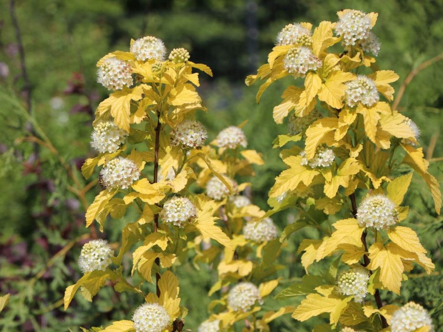 Пузыреплодник калинолистный Angel Gold