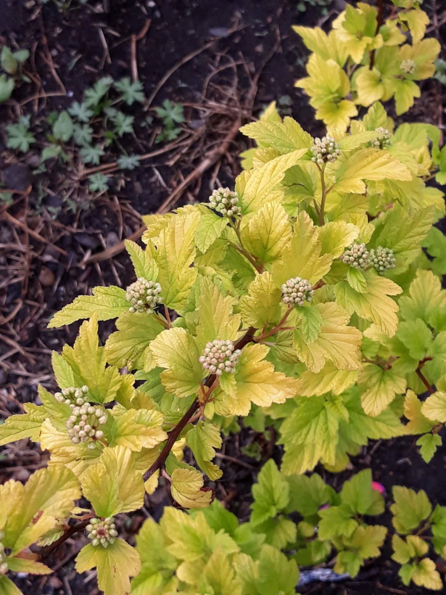Пузыреплодник калинолистный Амбер