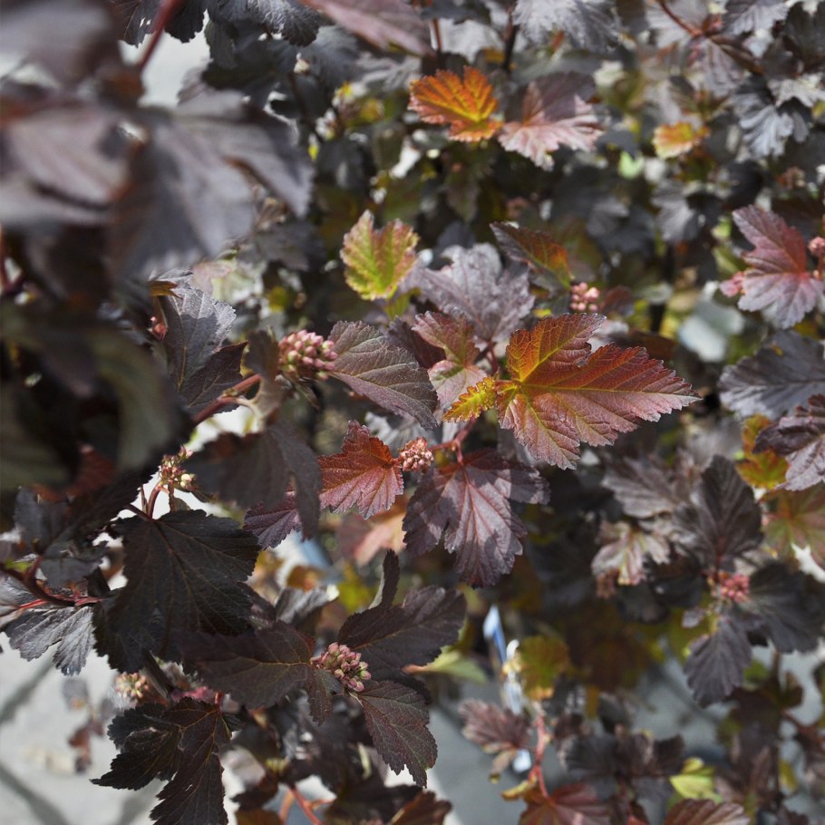 Пузыреплодник калинолистный Миднайт