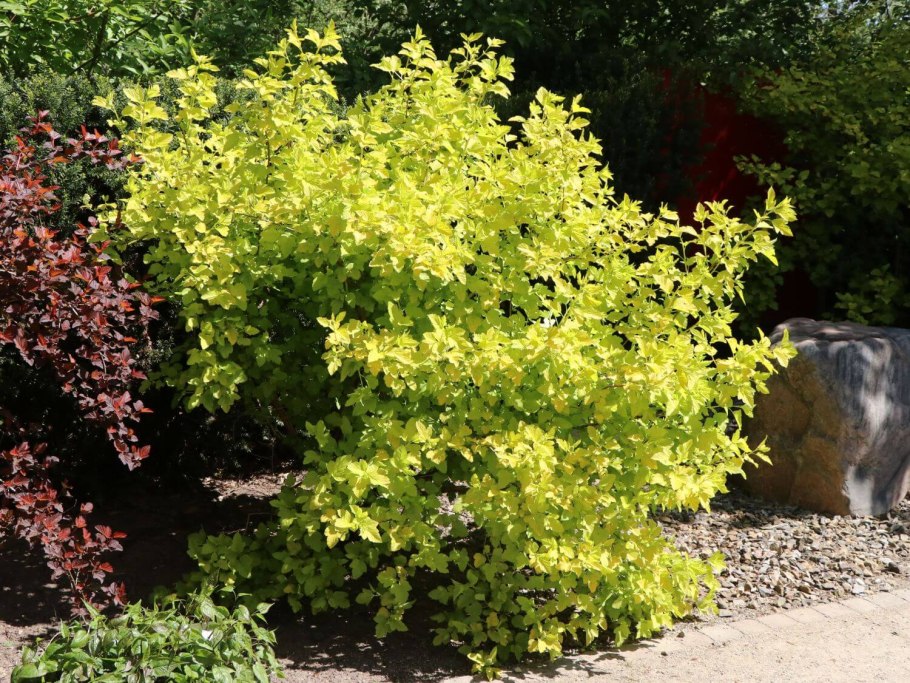 Пузыреплодник ангел Голд