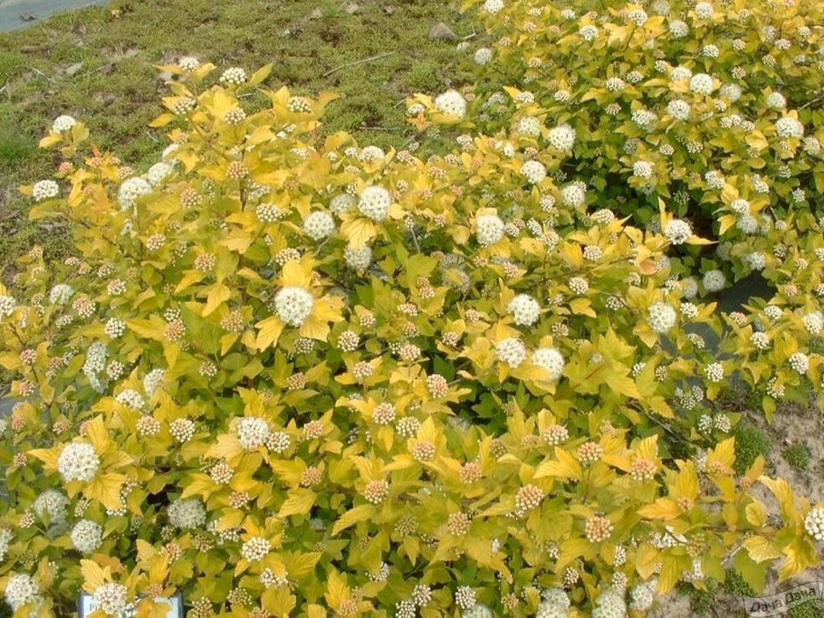 Пузыреплодник Angel Gold